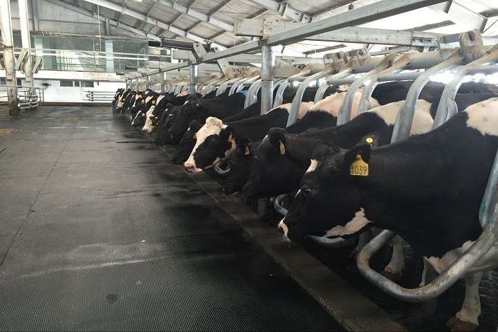 The benefits of using cattle stable mat